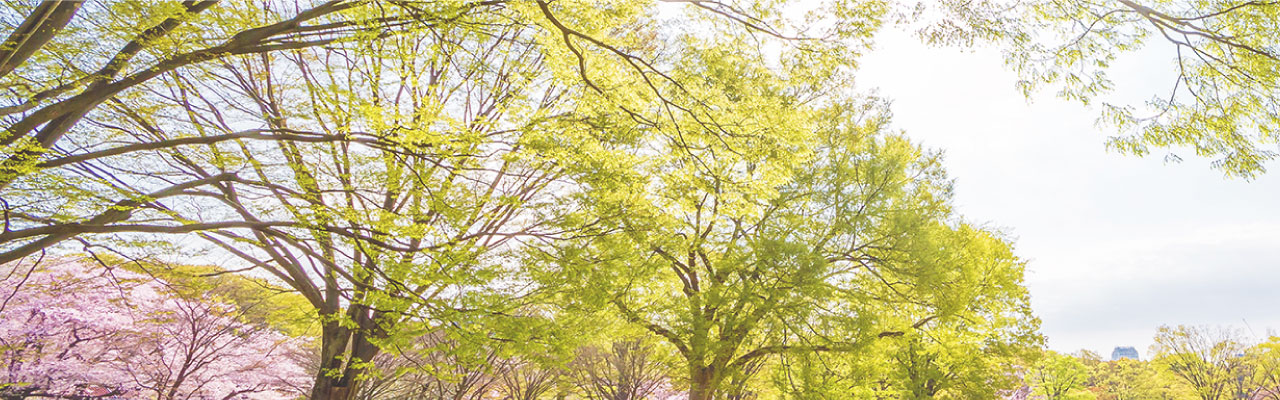 桜・自然